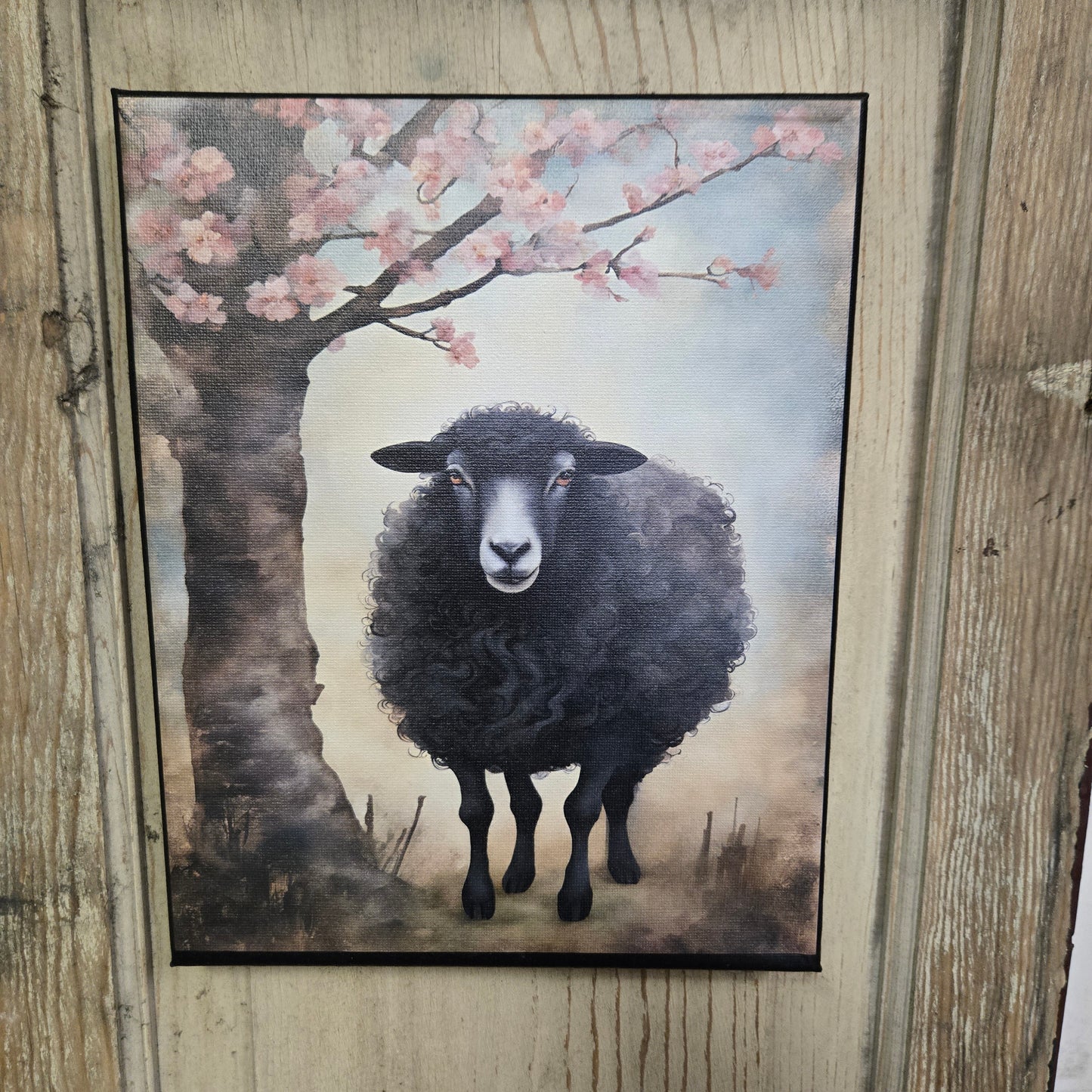 Black Sheep Canvas Print