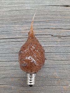 Silicone Scented Bulb (4Watt) - Cinnamon Clove