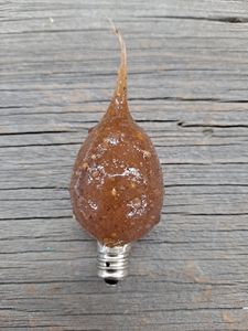 Silicone Scented Bulb (4Watt) - Spicy Rosehips