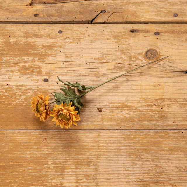 GOLDEN YELLOW STRAWFLOWER